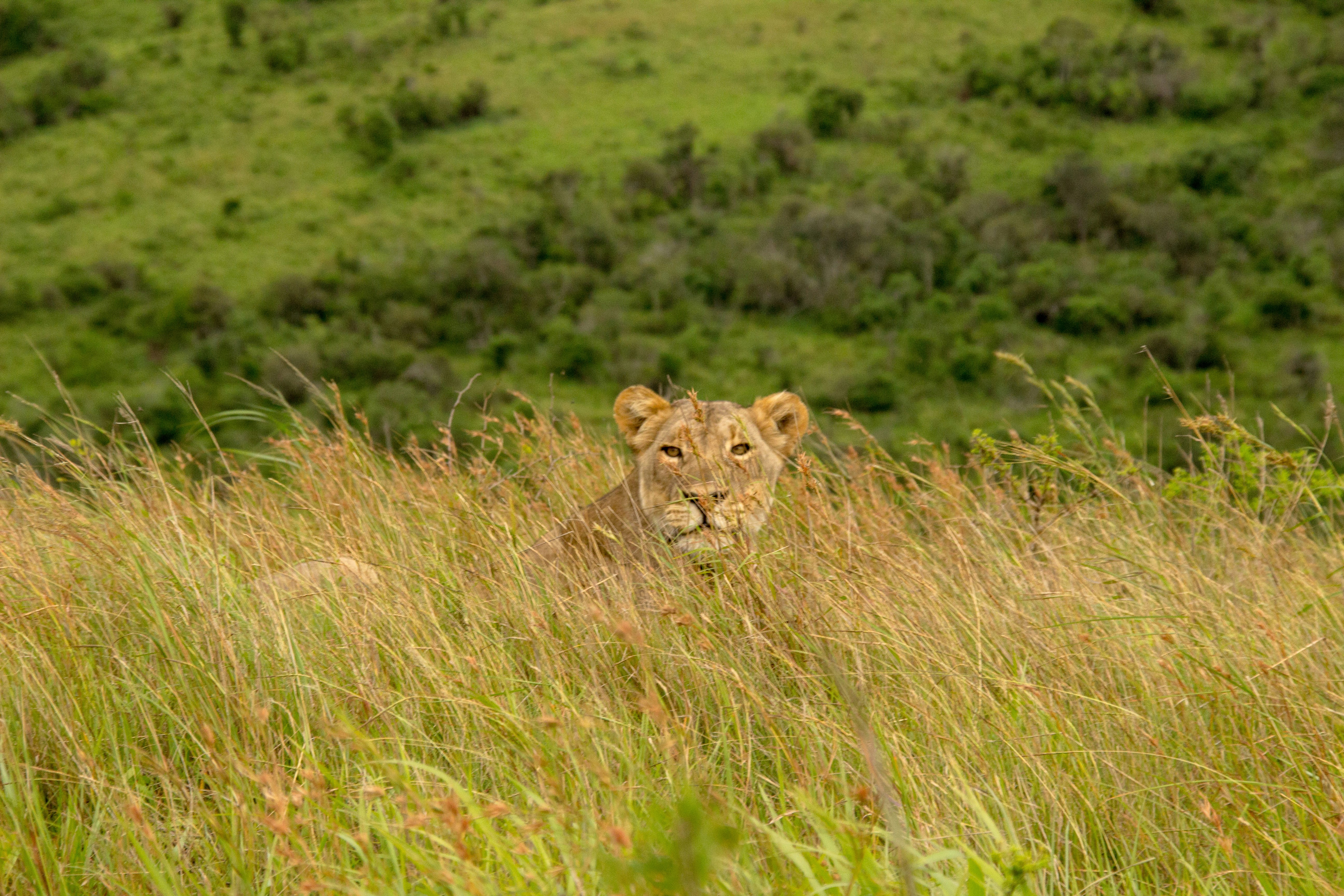 brown lion on fiend